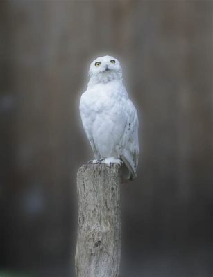  Der tanzende Falke – Eine Ode an die Eleganz und die mystische Verbindung zur Natur